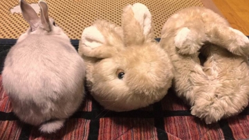 kelinci-jepang-kebingungan-bedakan-kelinci-sungguhan-dan-sandal-berbentuk-kelinci-1 kelinci-jepang-kebingungan-bedakan-kelinci-sungguhan-dan-sandal-berbentuk-kelinci-1