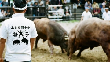 tsunotsuki-tradisi-adu-banteng-di-desa-yamakoshi