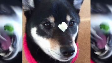 Sugoi! Shiba Inu Ini Bisa Menangkap Makanan di Hidungnya Tanpa Gunakan Kakinya!