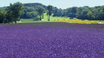 tambara-lavender-park-taman-yang-memiliki-dua-wajah-min