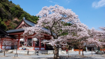 30535347342_039179cb75_o