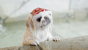 6 Pelayanan Untuk Anjing Peliharaan di Jepang