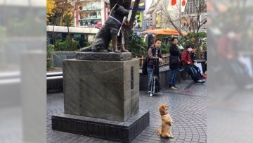 Anjing di Jepang Berpose di Depan Patung Hachiko Buat Orang-orang Terharu (1)