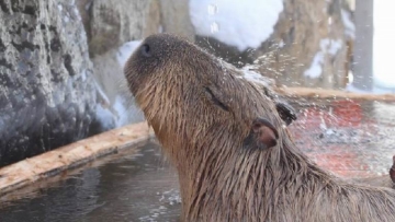 Kapibara di Jepang Mandi 4 Jam, Hibur Para Pengunjung Kebun Binatang (1)