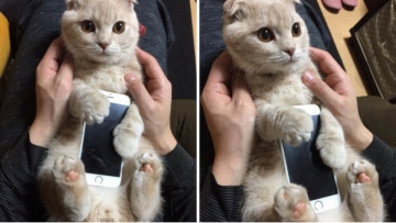 Kucing Jepang Jadi Casing Smartphone Buat Para Netizen Gemas