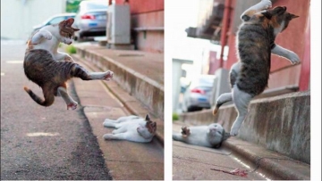 Nora Neko Ken, Photobook Kucing Jepang Dengan Aneka Pose Kocak (3)