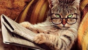 Ilmuwan Jepang Kucing Sama Pintarnya Dengan Anjing