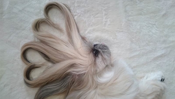 Kawaii! Anjing Dari Jepang Ini Punya Rambut Yang Indah Bikin Gemas Netizen! (1)