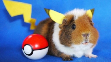 Kawaii! Inilah Fuzzberta, Marmut Imut yang Gemar Ber-cosplay Aneka Karakter (1)