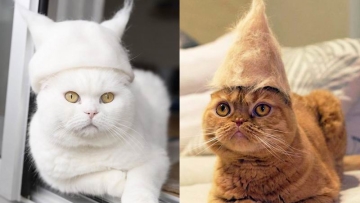 Kawaii! Kucing-kucing Jepang ini Mengenakan Topi Dari Bulu Mereka Sendiri!
