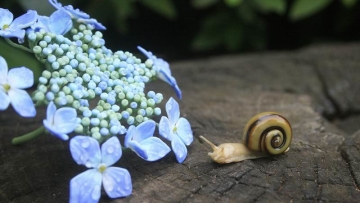 Keren! Seniman Jepang Ciptakan Patung Serangga dan Tanaman Dari Kaca! (1)
