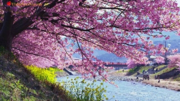 Melihat Keindahan Mekarnya Bunga Sakura di Kota Kawazu (1)