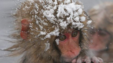 57 Monyet Salju di Jepang di Suntik Mati Karena Membawa Gen Alien