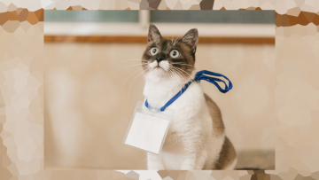 cat-00 cat-00