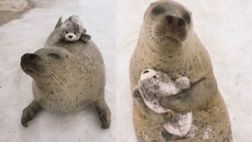 Anjing Laut di Jepang Bermain Dengan Boneka Kesayangan Buat Netizen Gemas (1)