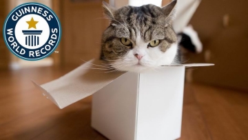 Maru, Kucing Jepang Penggemar Kardus Mencetak Guinness World Records (1)