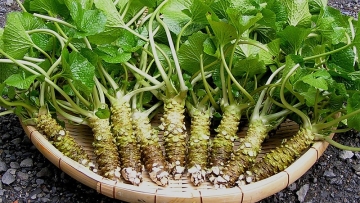 Meski-Pahit,-Di-Jepang-5-Tumbuhan-Ini-Sering-Dijadikan-Sebagai-Bahan-Masakan1 Meski-Pahit,-Di-Jepang-5-Tumbuhan-Ini-Sering-Dijadikan-Sebagai-Bahan-Masakan1
