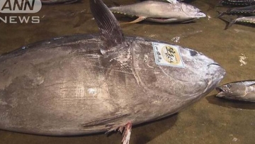 Wow, Ikan Tuna Raksasa Seberat 450 Kilogram Tertangkap di Wakayama, Jepang! Wow, Ikan Tuna Raksasa Seberat 450 Kilogram Tertangkap di Wakayama, Jepang!
