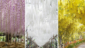 58ec258529ace_58ec256e0ee2b_1734666879