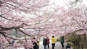 Chidorigafuchi, Tempat Wisata di Jepang Untuk Menikmati Bunga Sakura (1)