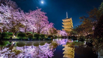 Fotografer Jepang Ucapkan Salam Perpisahan Pada Musim Mekarnya Bunga Sakura (2)