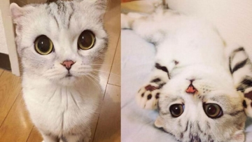 Inilah Hana, Kucing Jepang Dengan Mata Belo yang Menggemaskan (1)