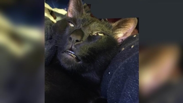 Kucing Jepang Tidur Dengan Wajah Kocak, Jadi Viral di Dunia Maya