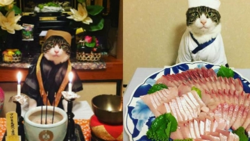 Maro, Kucing Jepang yang Mengajarkan Kita Aspek Tradisional Budaya Negeri Sakura (1)