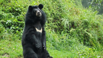 1280px-himalayan_bear