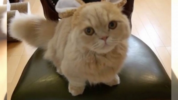 Bell, Kucing Jepang Imut Dengan Ekor Seperti Tupai Buat Para Netizen Meleleh