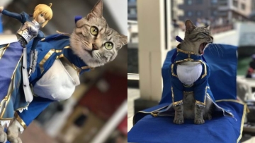 Kucing Jepang Ber-cosplay FateStay Night Buat Pengunjung Festival Anime Jadi Gemas (1)