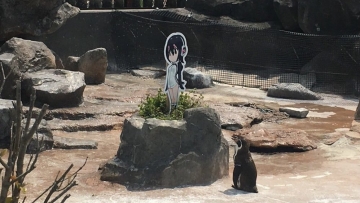 Penguin Jepang Yang Jatuh Cinta Pada Karakter Anime Bisa Tetap Bersama Waifu-nya, Mungkin Untuk Selamanya