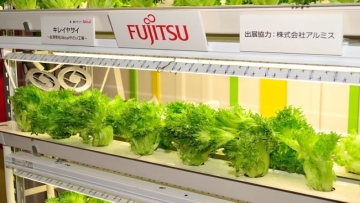 Jepang Memakai Sistem Hidroponik Sebagai Solusi Pertanian Masa Depan (2)