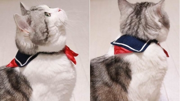Dandani Kucing Peliharaan Dengan Kalung Berbentuk Kerah Seragam Sekolah Jepang