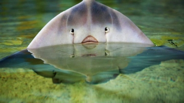 Ikan Pari Di Akuarium Jepang Memangsa Cumi-cumi, Buat Ngeri Para Pengunjung