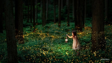 Keindahan Kunang-kunang di Jepang Terekam Dalam Foto-foto Bidikan Hiroki Ishikura (1)