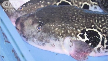 Ikan buntal di Jepang Dilelang Seharga 19.000 Yen Per Kilogram