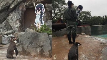 Karena Angin Topan, Grape-kun Si Penguin Jepang Harus Kehilangan Waifu-nya