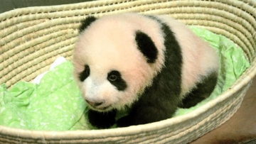 Keren, Bayi Panda di Jepang Ini Namanya Dipilih Oleh 320.000 Orang! (1)