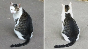 Kucing Jepang Ini Jadi Viral di Dunia Maya Karena Corak Bulunya Yang Unik (1) Kucing Jepang Ini Jadi Viral di Dunia Maya Karena Corak Bulunya Yang Unik (1)