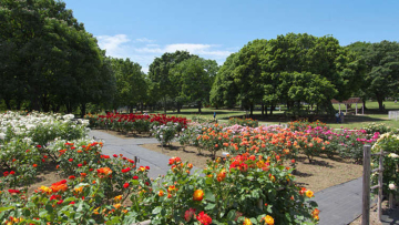 a0000542_parts_57bea2567ecf3