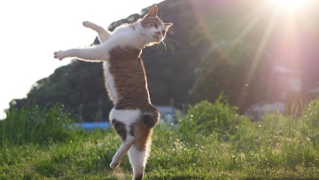 Photographer Jepang Abadikan Foto Kucing Yang Tengah Beraksi Seperti Ninja