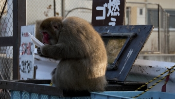 monkey_eating_x800