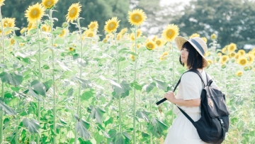 TSU_himawarisekurabe_TP_V