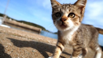 Foto-Kucing-di-Fukuoka-Jepang-42