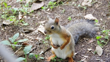 Tupai Dengan Payudara Besar Bikin Heboh Warganet di Jepang / Twitter boblim1204