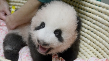 Saihin, Bayi Panda Yang Baru Lahir Di Kebun Binatang Wakayama