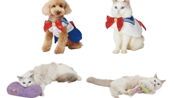 Feat Image Charapeti