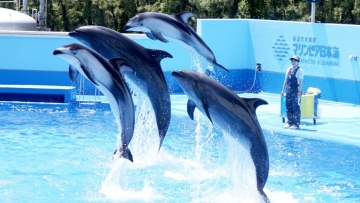 marinepia marinepia