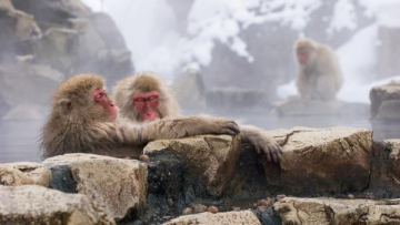 6. Snow Monkey